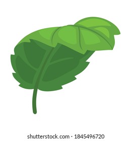 Mint leaf cartoon vector icon.Cartoon vector illustration fresh peppermint. Isolated illustration of mint leaf icon on white background.