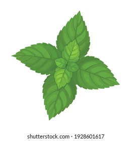 Mint Leaf Cartoon Vector Iconcartoon Vector Stock Vector (Royalty Free ...