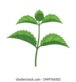 Mint leaf cartoon vector icon.Cartoon vector illustration fresh peppermint. Isolated illustration of mint leaf icon on white background.