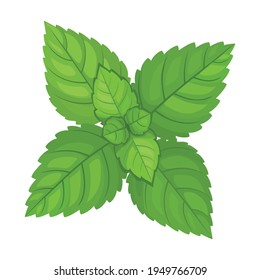 Mint leaf cartoon vector icon.Cartoon vector illustration fresh peppermint. Isolated illustration of mint leaf icon on white background.