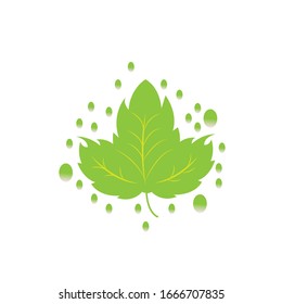 mint leaf color vector design icon