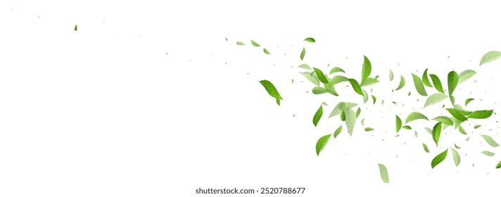 Mint Leaf Ecology Vector Panoramic White Background Branch. Nature Foliage Concept. Forest Leaves Tea Brochure. Greens Wind Poster.