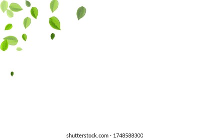 Mint Leaf Ecology Vector Pattern. Tea Leaves Wallpaper. Grassy Greens Transparent Brochure. Foliage Herbal Background.
