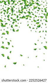 Mint Leaf Ecology Vector White Background. Wind Greens Branch. Lime Foliage Nature Backdrop. Leaves Realistic Plant.