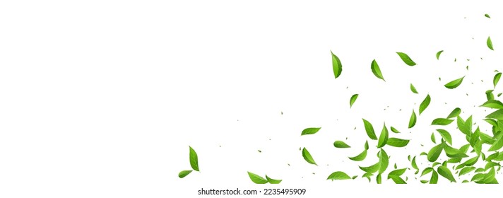 Mint Leaf Falling Vector Panoramic White Background Design. Ecology Leaves Template. Grassy Greens Transparent Wallpaper. Foliage Spring Plant.