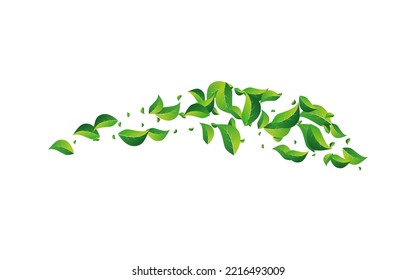 Mint Leaf Falling Vector White Background. Ecology Leaves Brochure. Green Greens Motion Pattern. Foliage Tree Wallpaper.