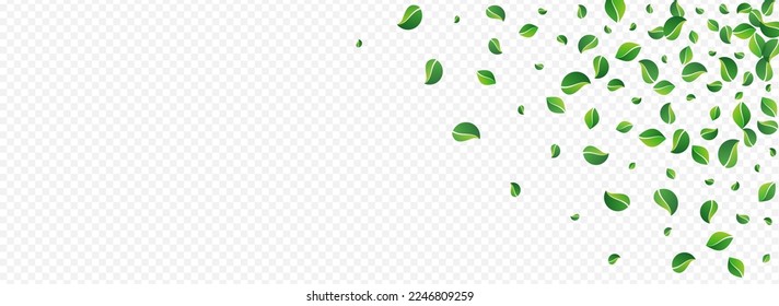 Mint Leaf Fly Vector Panoramic Transparent Background. Ecology Greens Pattern. Forest Leaves Realistic Illustration. Foliage Organic Poster.