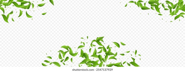 Mint Leaf Flying Vector Panoramic Transparent Background Wallpaper. Tea Leaves Design. Lime Greens Swirl Branch. Foliage Blur Plant.
