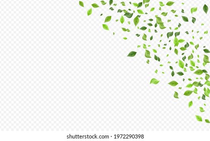 Mint Leaf Forest Vector Transparent Background Backdrop. Wind Leaves Poster. Forest Greenery Motion Template. Foliage Ecology Plant.