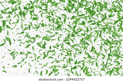 Mint Leaf Forest Vector Transparent Background Plant. Nature Greens Brochure. Lime Foliage Fresh Concept. Leaves Falling Backdrop.