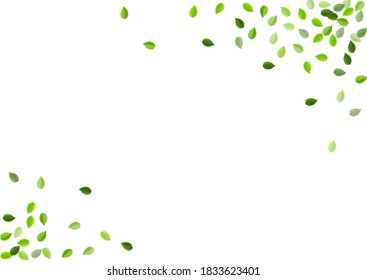 Mint Leaf Fresh Vector Design. Nature Greens Wallpaper. Green Foliage Spring Poster. Leaves Motion Border.
