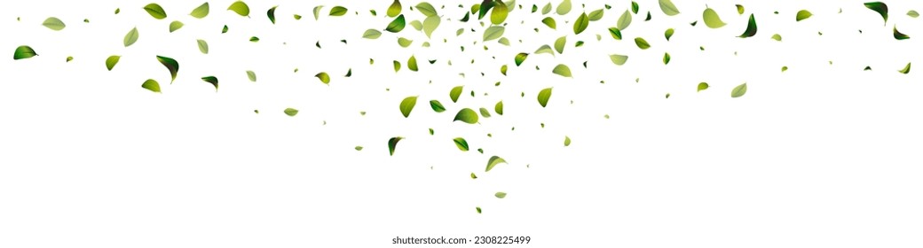 Mint Leaf Fresh White Panoramic Vector Background Background. Motion Foliage Pattern. Green Greens Forest Plant. Leaves Herbal Design.