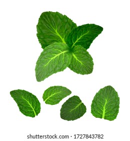 Mint Leaf Freshness Spice Herbal Plant Set Vector. Collection Of Fresh Aroma Mint Mouthwash Or Delicious Dish Ingredient. Aromatic Spearmint, Peppermint Template Realistic 3d Illustrations