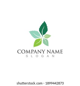 Mint Leaf Green Fresh Logo Design