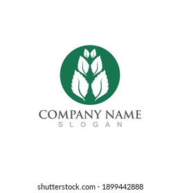 mint leaf green fresh logo design