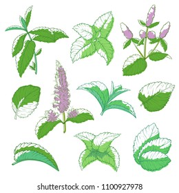 Mint leaf hand drawn set. Aromatic medicine herb with square stems and strong smell fresh green leaves. Vector hand draw mint plant illustration isolated on white background.