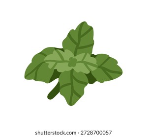 Minzblatt, Kraut. Grüne Pflanze, natürliche Bio frische Aromablätter. Aromatische Würze, Lebensmittelzutat. Kräutergeschmack, Gewürz. Pfefferminzsymbol. Flache Vektorgrafik einzeln auf weißem Hintergrund