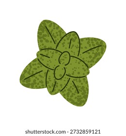 Ilustração de erva de folha de hortelã em estilo plano mostrando folha verde aromática fresca. Adequado para chá, bebidas, culinária, receitas, embalagens, bem-estar e projetos de design de ervas.