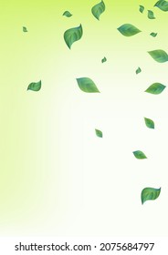 Mint Leaf Herbal Vector Green Background Brochure. Fresh Leaves Concept. Lime Greenery Spring Wallpaper. Foliage Realistic Poster.
