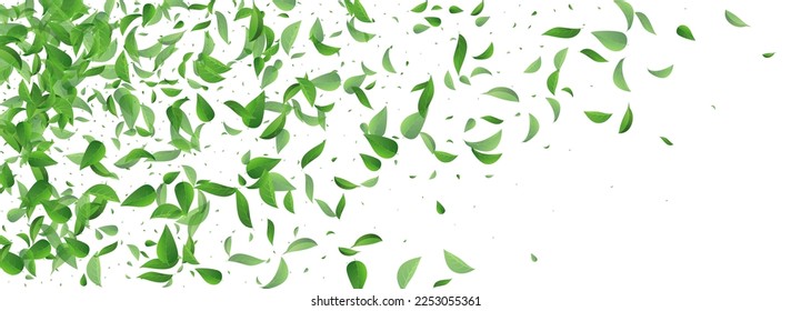 Mint Leaf Herbal Vector Panoramic White Background Pattern. Fly Greens Design. Grassy Foliage Nature Plant. Leaves Transparent Poster.