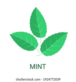 Mint Leaf Icon Isolated On White Background. Vector Illustration