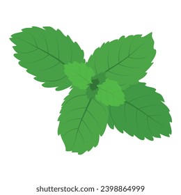 Mint leaf icon isometric vector. Realistic bright green leaf of fresh mint icon. Environment, nature, botany