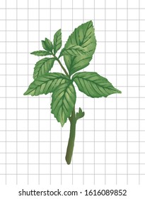 Mint Leaf Illustration with Square Line Background. Mint Vector 