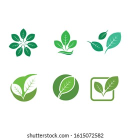 mint leaf illustration vector template design
