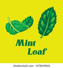 Mint leaf illustration water colour ingredient tea flavour