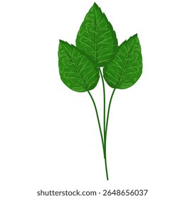 Mint leaf illustration,hand drawn green leaves,aromatic herbal medicinal plant