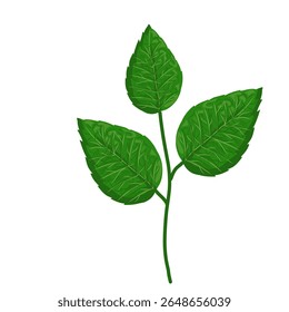 Mint leaf illustration,hand drawn green leaves,aromatic herbal medicinal plant