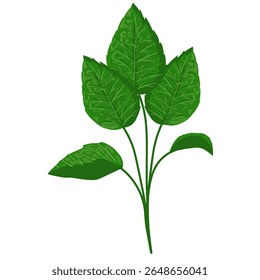 Ilustración de la hoja de menta, hojas verdes dibujadas a mano, planta medicinal herbaria aromática