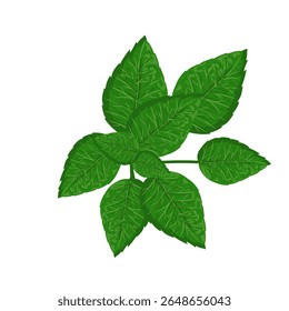 Ilustración de la hoja de menta, hojas verdes dibujadas a mano, planta medicinal herbaria aromática