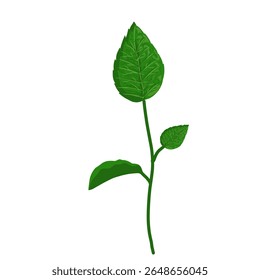 Mint leaf illustration,hand drawn green leaves,aromatic herbal medicinal plant
