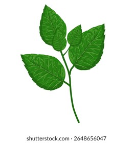 Mint leaf illustration,hand drawn green leaves,aromatic herbal medicinal plant
