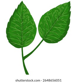 Mint leaf illustration,hand drawn green leaves,aromatic herbal medicinal plant