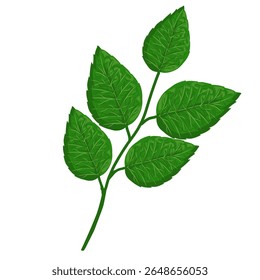 Mint leaf illustration,hand drawn green leaves,aromatic herbal medicinal plant
