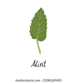 Mint leaf and the inscription mint on a white background. Vector flat illustration .