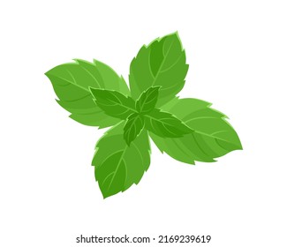 Mint Leaf Isolated. Vector Cartoon Illustration. Flat Icon Of Fragrant Green Herbs.