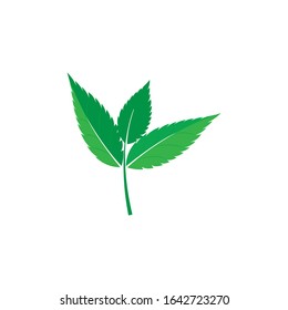 mint leaf logo template design