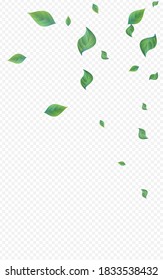 Mint Leaf Motion Vector Transparent Background Concept. Realistic Greenery Template. Grassy Foliage Forest Design. Leaves Herbal Wallpaper.