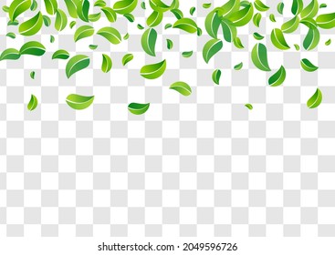 Mint Leaf Motion Vector Transparent Background Brochure. Herbal Leaves Wallpaper. Olive Greens Falling Design. Foliage Wind Illustration.