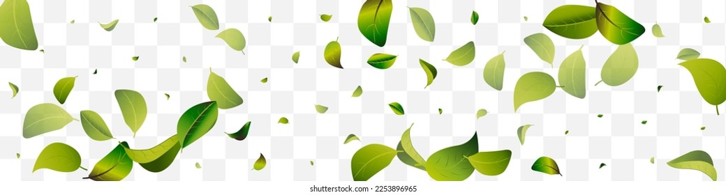 Mint Leaf Motion White Transparent Panoramic Vector Background Border. Tree Leaves Brochure. Swamp Foliage Realistic Illustration. Greens Tea Branch.
