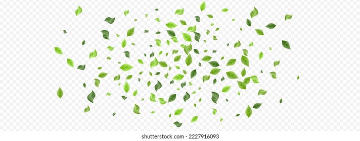 Mint Leaf Organic Vector Panoramic Transparent Background Concept. Herbal Foliage Brochure. Swamp Greenery Forest Illustration. Leaves Nature Border.
