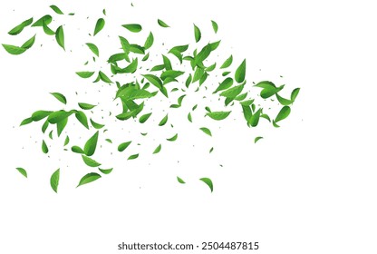 Mint Leaf Organic Vector White Background Wallpaper. Transparent Greens Plant. Lime Leaves Ecology Backdrop. Foliage Tree Template.