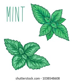 7,519 Mint Leaves Outline Images, Stock Photos & Vectors | Shutterstock