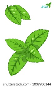 Mint leaf, peppermint green leaves set isolated on white background hand drawn sketch vector ilustration.