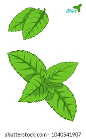 Mint leaf, peppermint green leaves set isolated on white background hand drawn sketch vector ilustration.