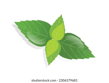 Mint leaf. peppermint green leaves vector illustration