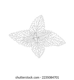 Mint leaf. Peppermint plant in outline.
Vector line hand drawn illustration.